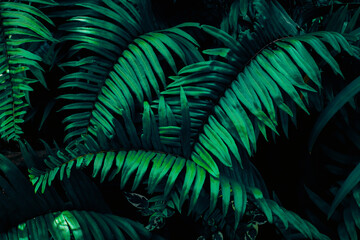 closeup of green fern leaf