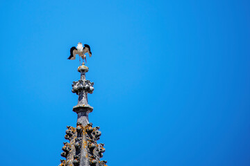 Stork against the clear blue sky