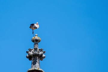 Fototapeta na wymiar Stork against the clear blue sky
