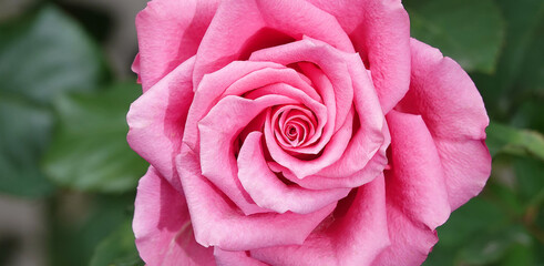 rose flower plant macro