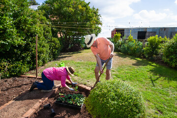 Old couple gardening in farm backyard planting strawberries