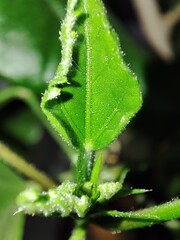 Beautiful plants in macro.