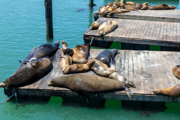 Sea lions on platforms in San Francisco, USA.