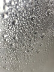 Tradescantia spathacea