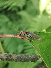 Beetle on the grass.