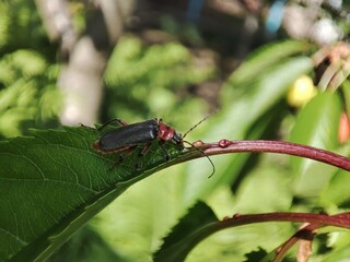 Beetle on the grass.