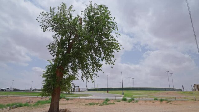 Tree blowing in the wind in slow motion with ballpark in the background in Brownfield Texas.