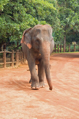 Bull Male Asian Elephant walking in Pinnawalla Sri Lanka Asia
