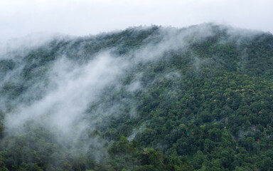 Landscape image of greenery rainforest mountains and hills on foggy day