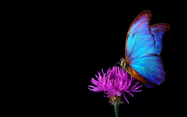 Obraz na płótnie Canvas bright blue tropical morpho butterfly on a purple thistle flower. copy space