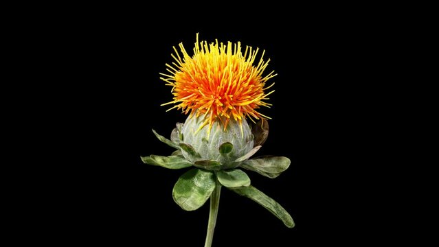 Time Lapse an interesting orange Safflower flower blooming