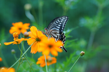 真夏の黄色い花で吸蜜するアゲハチョウ（ナミアゲハ）
