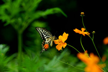 真夏の黄色い花で吸蜜するアゲハチョウ（ナミアゲハ）