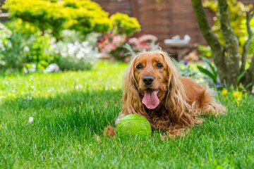 Brown cocker spaniel dog in the garden - selective focus