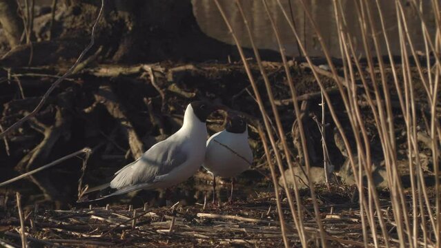 bird black headed gull pair on ground mating ritual ambient sound natural world norway