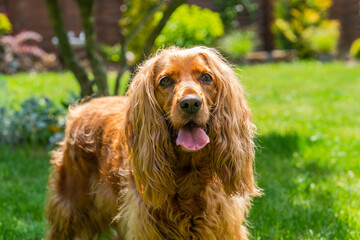 Brown cocker spaniel dog in the garden - selective focus