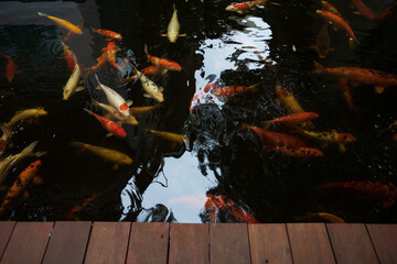 Koi fish in a cement pond