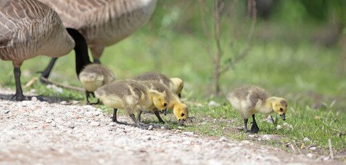 Canada goose, Branta canadensis, young