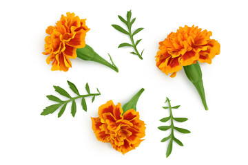 fresh marigold or tagetes erecta flower isolated on white background with full depth of field. Top view. Flat lay