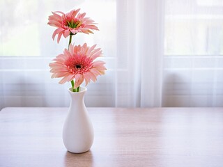 Beautiful pink Gerbera jamesonii daisy flower in vase on table ,Barberton Transvaal daisy copy space for text lettering flower in ceramic on wooden table window light background wallpaper celebrating