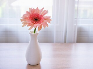 Beautiful pink Gerbera jamesonii daisy flower in vase on table ,Barberton Transvaal daisy copy space for text lettering flower in ceramic on wooden table window light background wallpaper celebrating