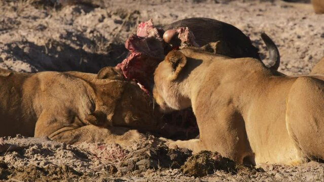 A few Lionesses tear apart their prey, Wild animals feed, Wild animals wilderness shooting 4K
