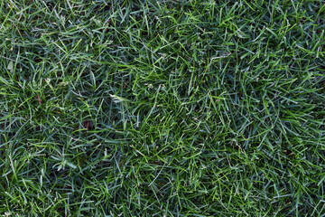 Lush Green Grass Background