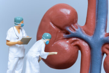  Miniature People Doctor analyzing of patient kidney health ,science and medical concepts
