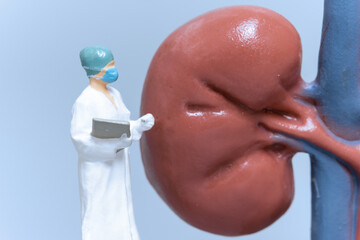  Miniature People Doctor analyzing of patient kidney health ,science and medical concepts

