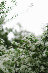 Blooming apple tree, soft focus spring background