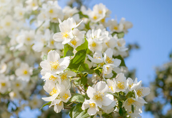 White flowers blooming on the branch of a tree. Spring time.