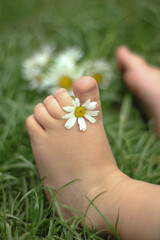 Newborn baby feet with chamomile. Nature background.
