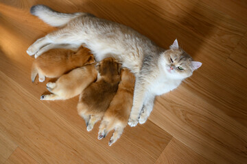 Mother cat feeding kittens and looking back, newborn kitten British Shorthair Four golden kittens are feeding. View from above, beautiful purebred kitten. cute age