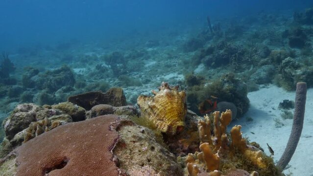Seascape with Conch shell, coral, and sponge in the coral reef of the Caribbean Sea, Curacao