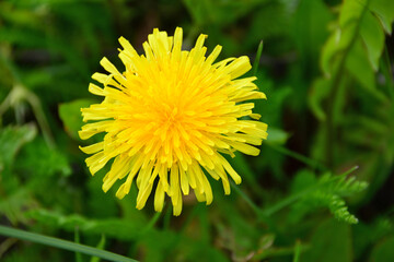 bright yellow dandelion head in grass, close-up