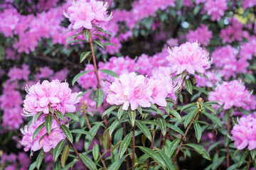 Concave-leaf rhododendron