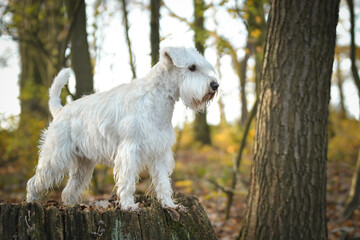 Schnauzer is standing in the forest. It is autumn portret.