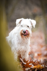 Schnauzer is standing in the forest. It is autumn portret.