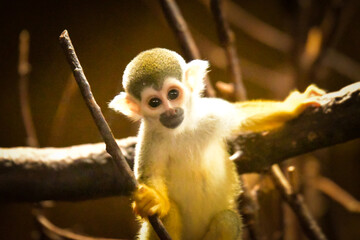 Fototapeta premium Photo of Saimiri sciureus in zoo habitat. He is so cute animal.