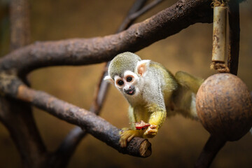 Fototapeta premium Photo of Saimiri sciureus in zoo habitat. He is so cute animal.