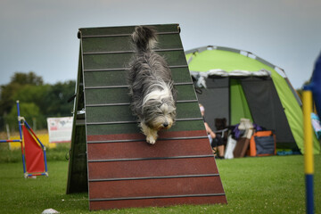 Bearded collie is running agility A-frame. She teachs new thing for competition.