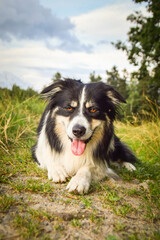Border collie is lying in the grass. He is so crazy dog on trip.