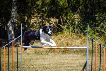 Dog is jumping over the hurdles.  Amazing day on czech agility privat training