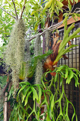 Platycerium fern grow up in garden