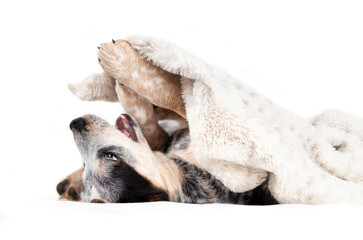 Puppy dog playing with a blanket while lying upside down with paws up. Cute puppy dog wrestling, chewing or biting a towel. 9 week old blue heeler puppy or Australian cattle dog. Selective focus.