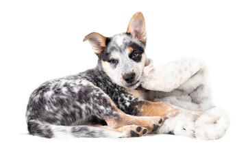 Puppy dog lying on a blanket while chewing on it. Cute puppy dog is tired after playing or wrestling with a white towel. 9 week old blue heeler puppy or Australian cattle dog. Selective focus.