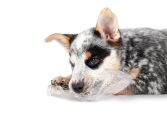 Cute puppy dog playing with plastic bottle while lying sideways. Black and white little dog chewing...