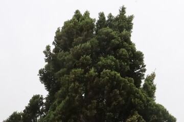 Amazing view of pine tree in the snow
