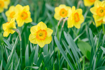 yellow daffodil flowers blooming in the spring