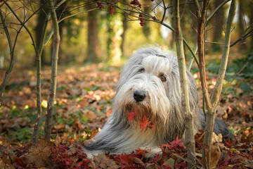 Bearded collie is lying in the forest. It is autumn portret.